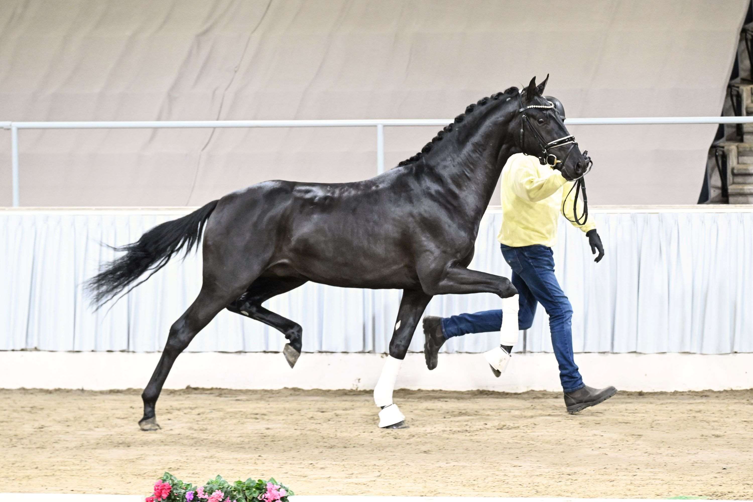 Fairmont Black Stallion